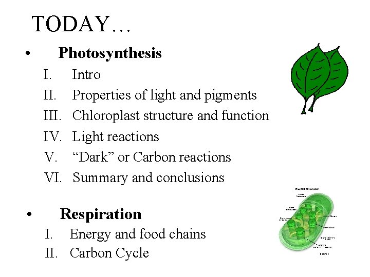 TODAY… • Photosynthesis I. III. IV. V. VI. • Intro Properties of light and