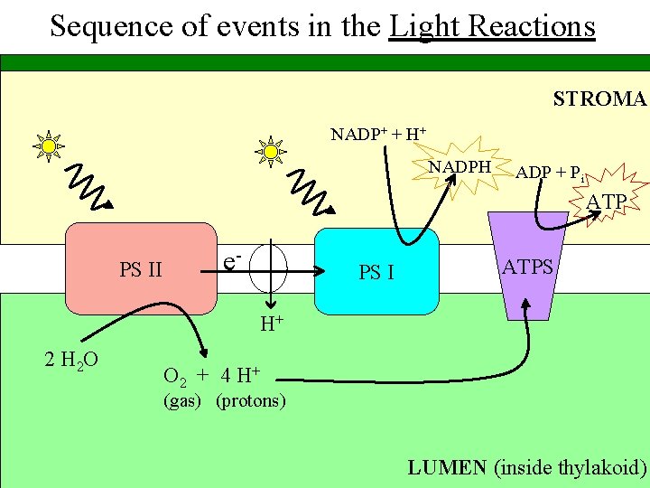 Sequence of events in the Light Reactions STROMA NADP+ + H+ NADPH ADP +
