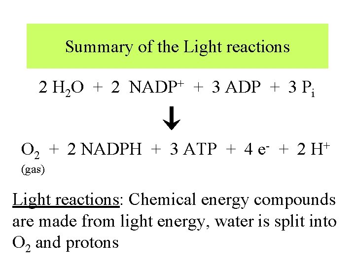 Summary of the Light reactions 2 H 2 O + 2 NADP+ + 3