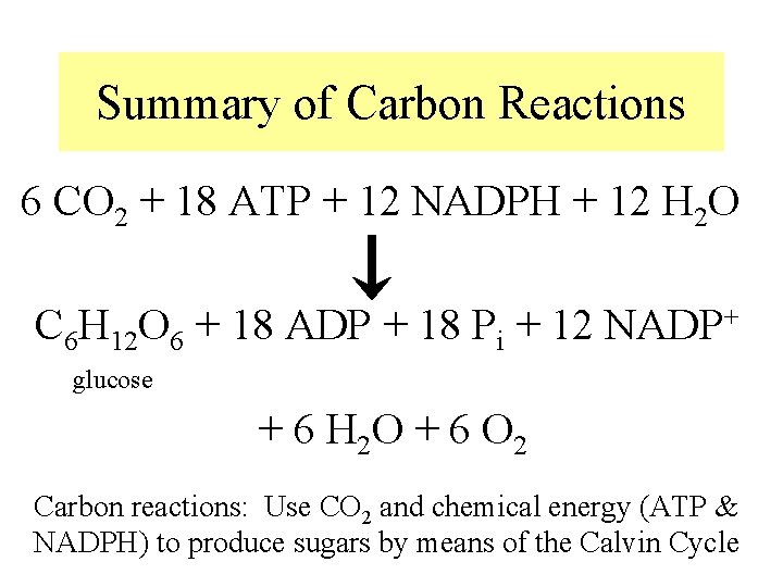 Summary of Carbon Reactions 6 CO 2 + 18 ATP + 12 NADPH +