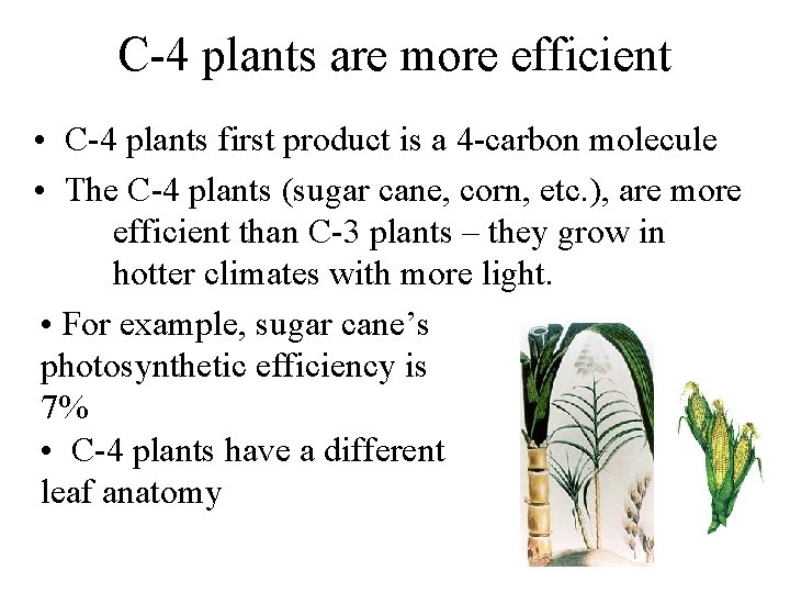 C-4 plants are more efficient • C-4 plants first product is a 4 -carbon
