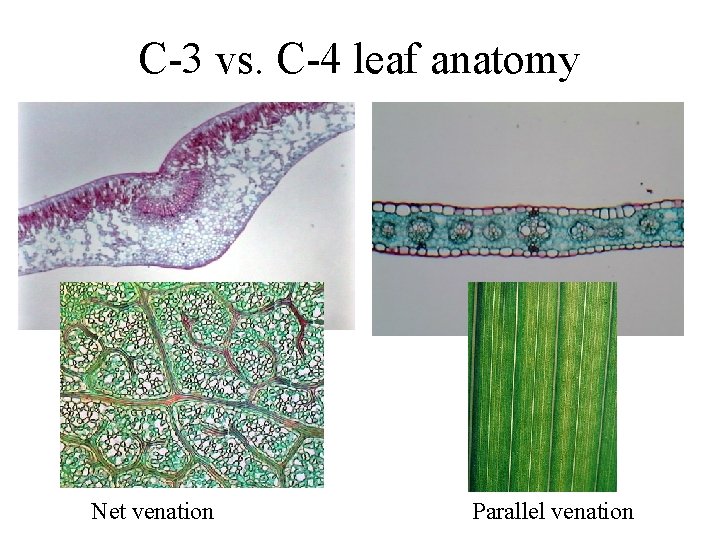 C-3 vs. C-4 leaf anatomy Net venation Parallel venation 