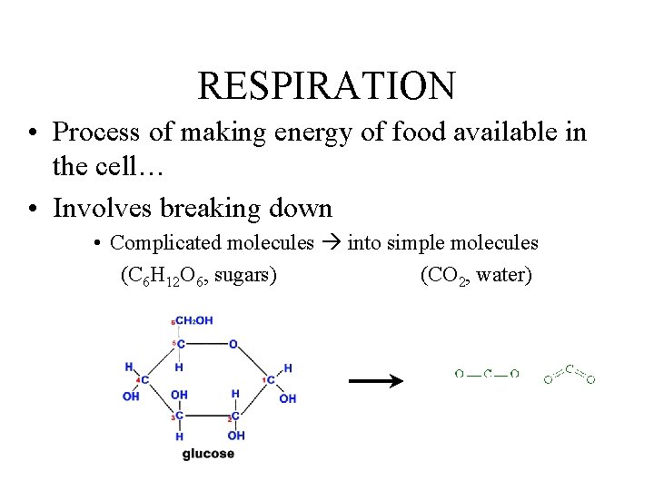 RESPIRATION • Process of making energy of food available in the cell… • Involves