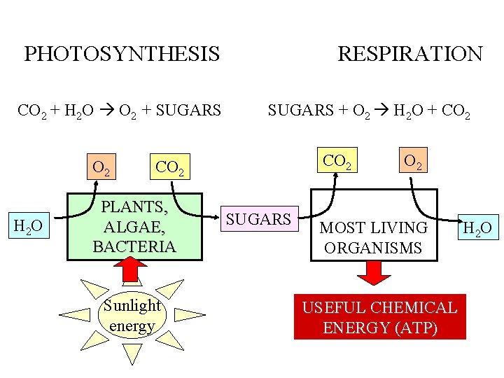 PHOTOSYNTHESIS CO 2 + H 2 O O 2 + SUGARS O 2 H