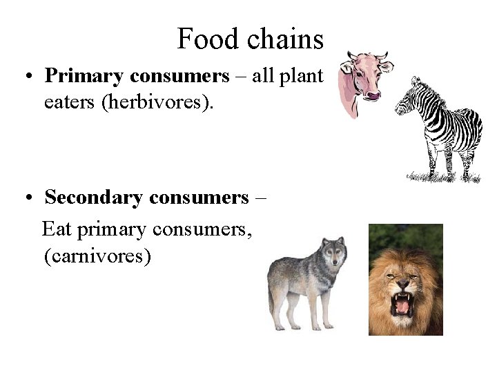 Food chains • Primary consumers – all plant eaters (herbivores). • Secondary consumers –