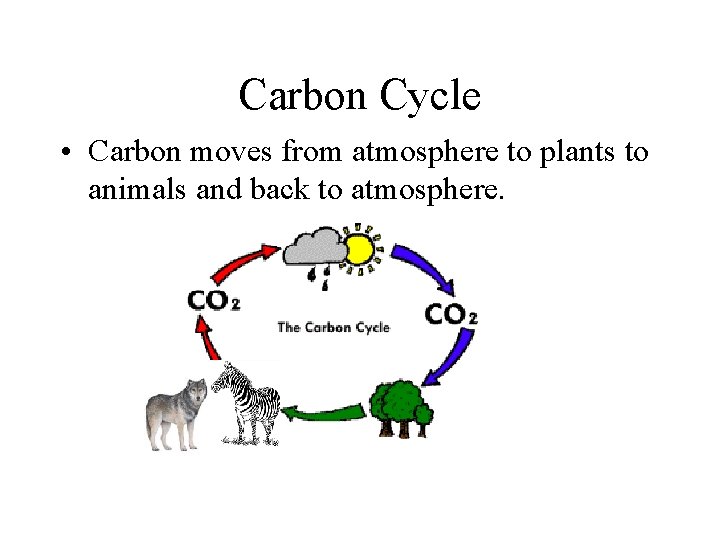 Carbon Cycle • Carbon moves from atmosphere to plants to animals and back to