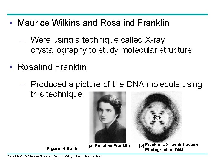  • Maurice Wilkins and Rosalind Franklin – Were using a technique called X-ray