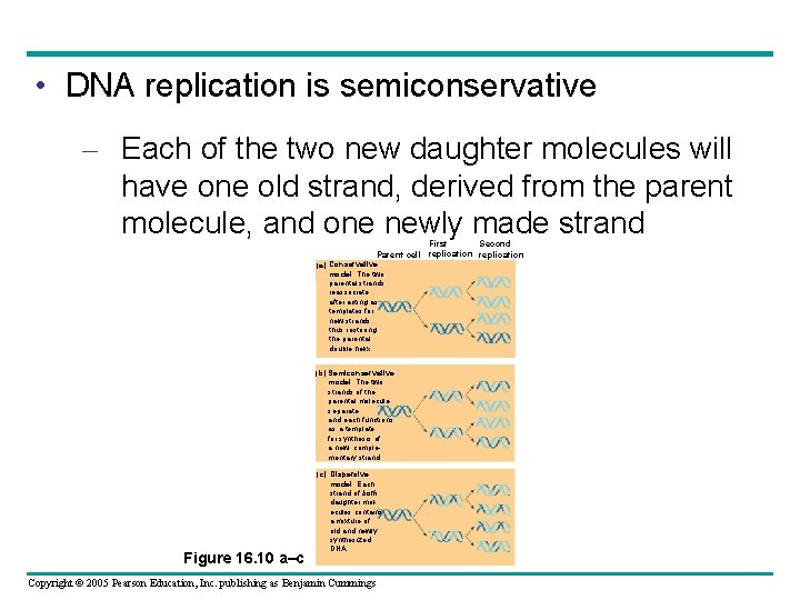 • DNA replication is semiconservative – Each of the two new daughter molecules