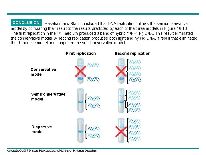 CONCLUSION Meselson and Stahl concluded that DNA replication follows the semiconservative model by comparing