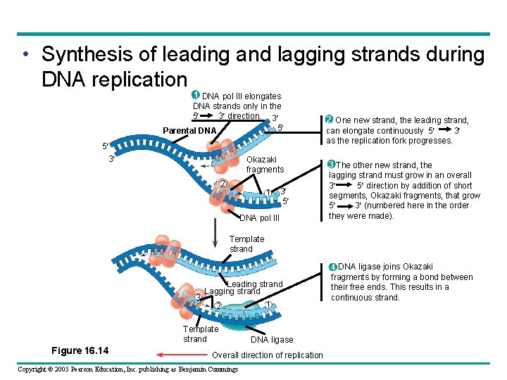  • Synthesis of leading and lagging strands during DNA replication 1 DNA pol