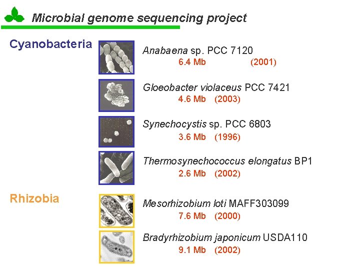 Microbial genome sequencing project Cyanobacteria Anabaena sp. PCC 7120 6. 4 Mb (2001) Gloeobacter