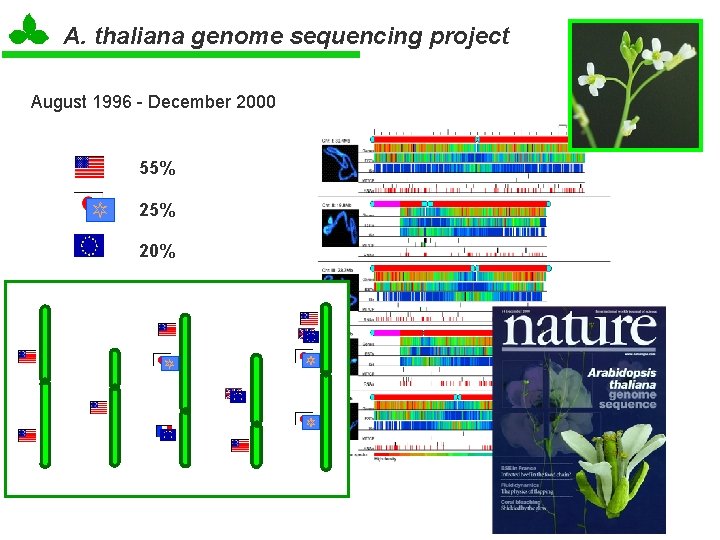 A. thaliana genome sequencing project August 1996 - December 2000 55% 20% 