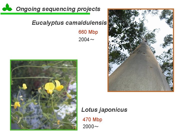 Ongoing sequencing projects Eucalyptus camaldulensis 660 Mbp 2004～ Lotus japonicus 470 Mbp 2000～ 