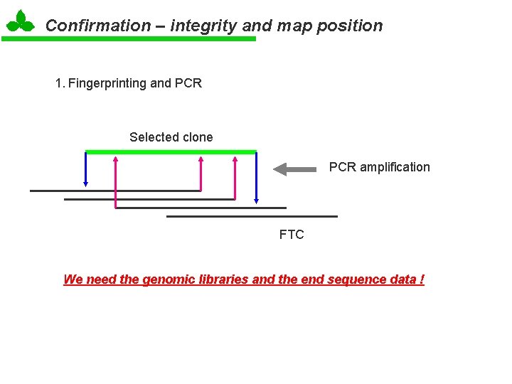 Confirmation – integrity and map position 1. Fingerprinting and PCR Selected clone PCR amplification