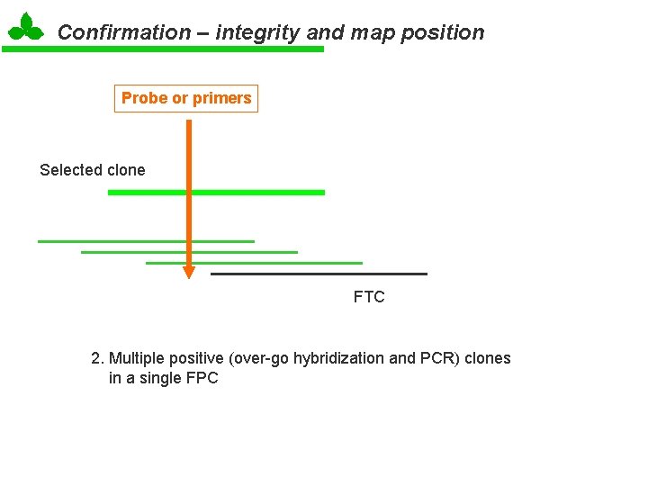 Confirmation – integrity and map position Probe or primers Selected clone FTC 2. Multiple