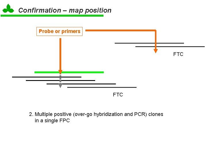 Confirmation – map position Probe or primers FTC 2. Multiple positive (over-go hybridization and