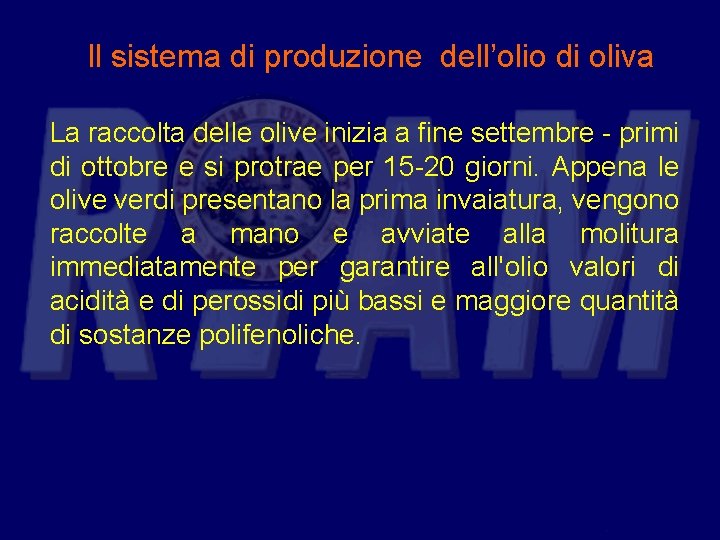 Il sistema di produzione dell’olio di oliva La raccolta delle olive inizia a fine