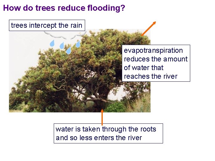 How do trees reduce flooding? trees intercept the rain evapotranspiration reduces the amount of