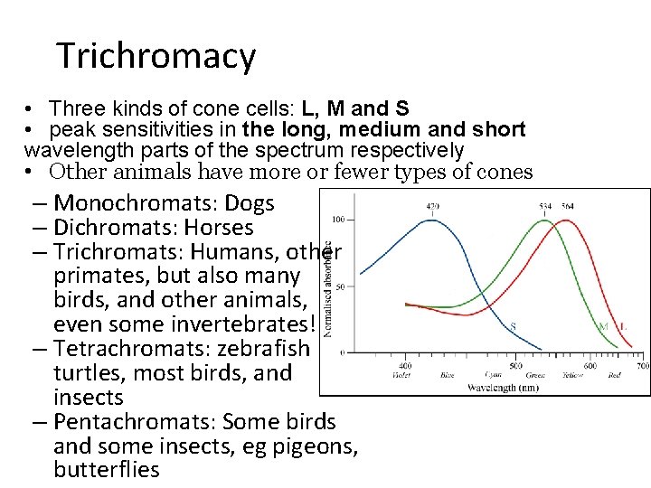 Trichromacy • Three kinds of cone cells: L, M and S • peak sensitivities