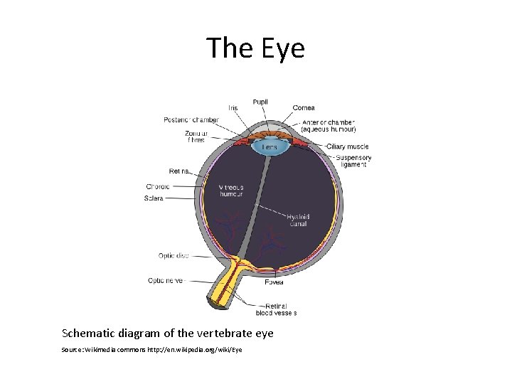 The Eye Schematic diagram of the vertebrate eye Source: Wikimedia commons http: //en. wikipedia.