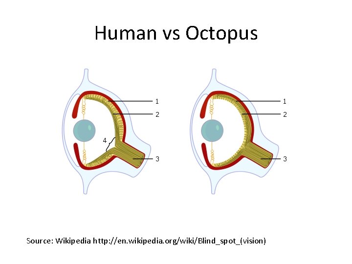 Human vs Octopus Source: Wikipedia http: //en. wikipedia. org/wiki/Blind_spot_(vision) 