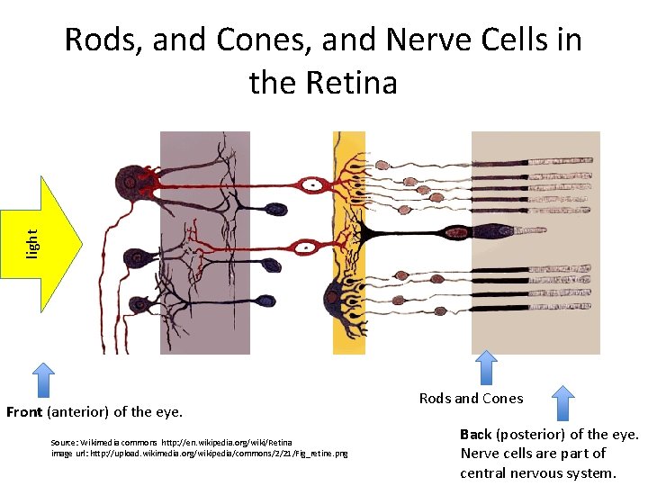 light Rods, and Cones, and Nerve Cells in the Retina Front (anterior) of the