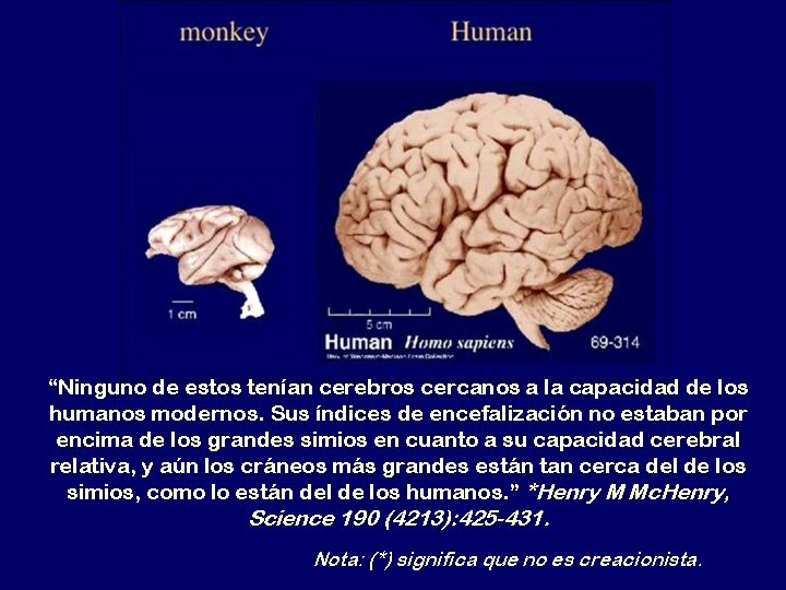 “Ninguno de estos tenían cerebros cercanos a la capacidad de los humanos modernos. Sus