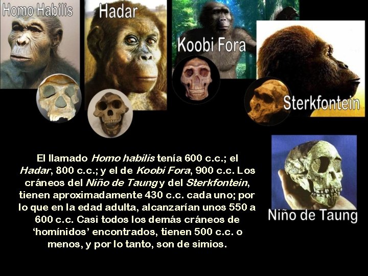 El llamado Homo habilis tenía 600 c. c. ; el Hadar, 800 c. c.