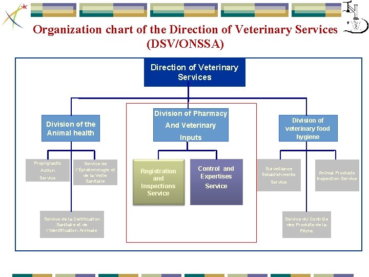 Organization chart of the Direction of Veterinary Services (DSV/ONSSA) Direction of Veterinary Services Division