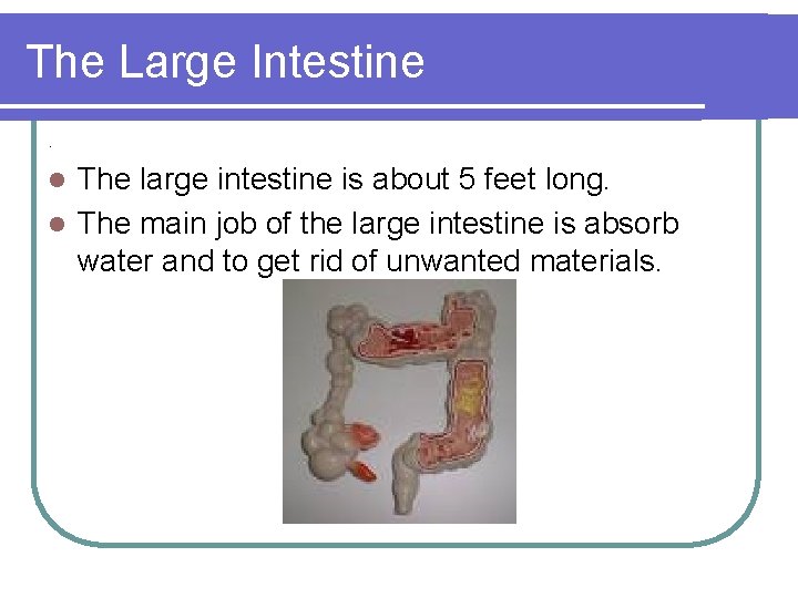 The Large Intestine. The large intestine is about 5 feet long. l The main