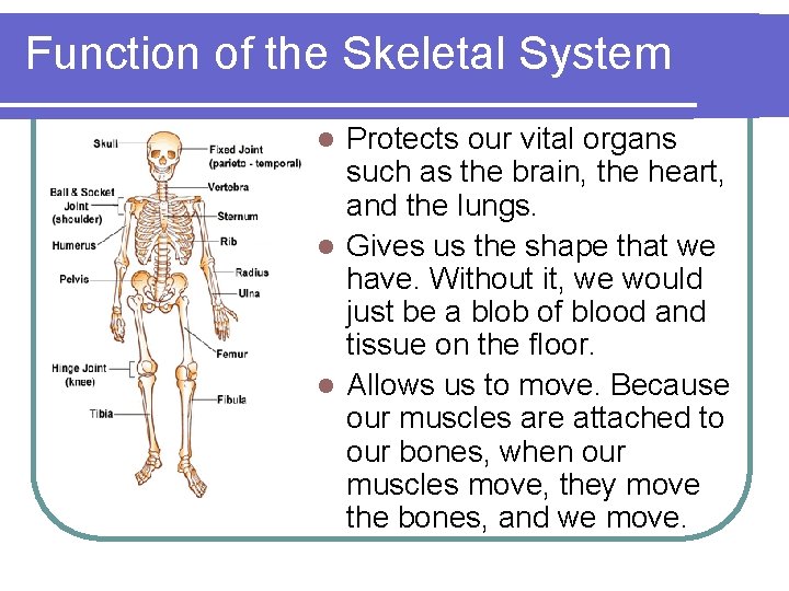 Function of the Skeletal System Protects our vital organs such as the brain, the