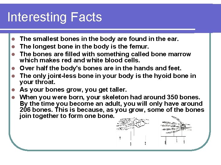 Interesting Facts l l l l The smallest bones in the body are found