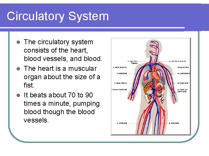 Circulatory System The circulatory system consists of the heart, blood vessels, and blood. l