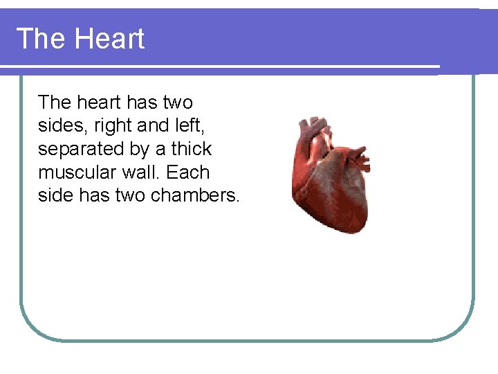 The Heart The heart has two sides, right and left, separated by a thick