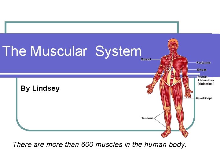 The Muscular System By Lindsey There are more than 600 muscles in the human
