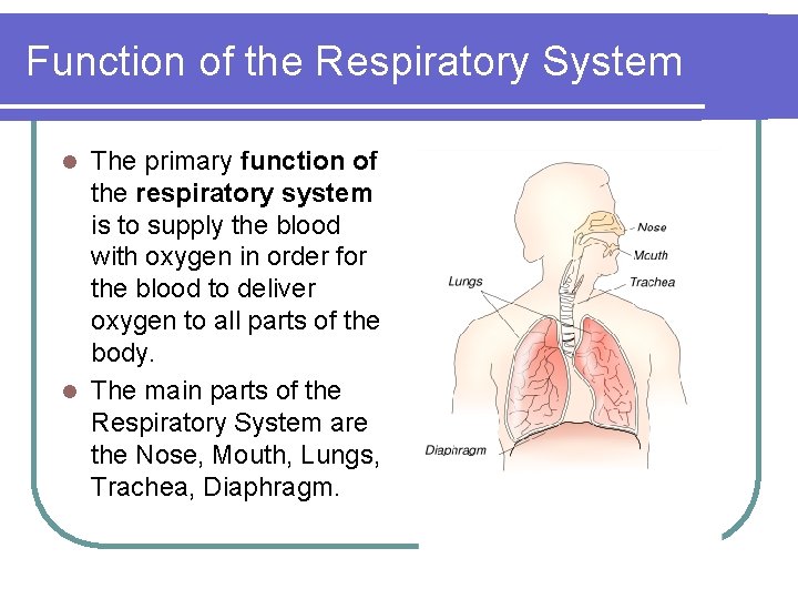 Function of the Respiratory System The primary function of the respiratory system is to
