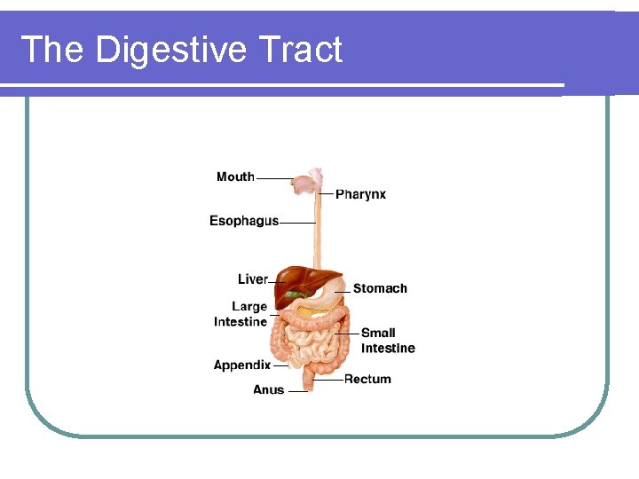 The Digestive Tract 