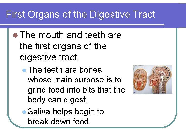 First Organs of the Digestive Tract l The mouth and teeth are the first