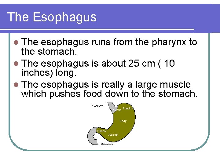 The Esophagus l The esophagus runs from the pharynx to the stomach. l The
