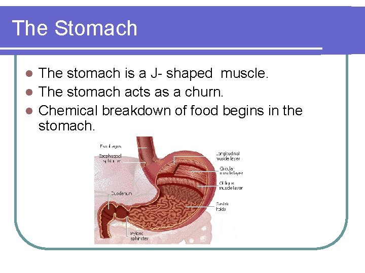 The Stomach The stomach is a J- shaped muscle. l The stomach acts as