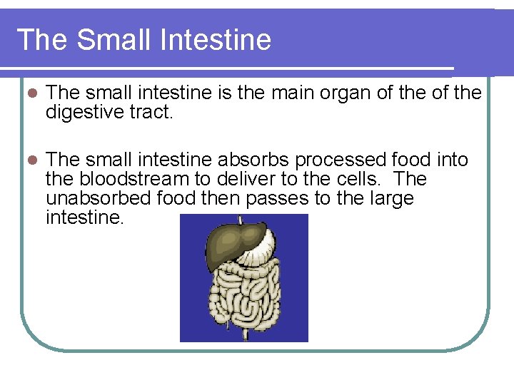 The Small Intestine l The small intestine is the main organ of the digestive