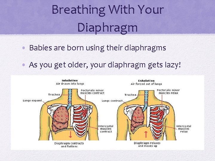 Breathing With Your Diaphragm • Babies are born using their diaphragms • As you