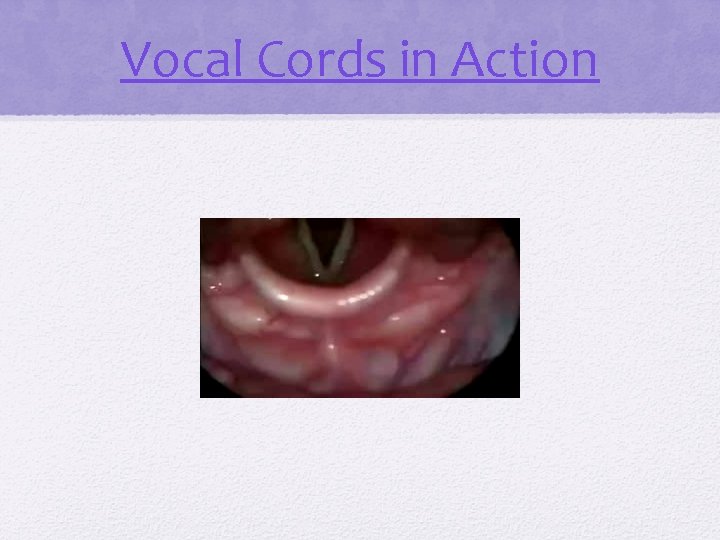 Vocal Cords in Action 