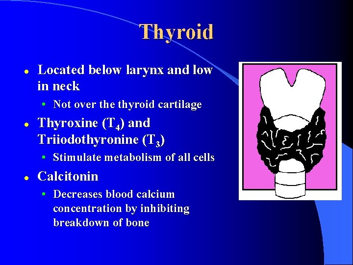 Thyroid l Located below larynx and low in neck • Not over the thyroid