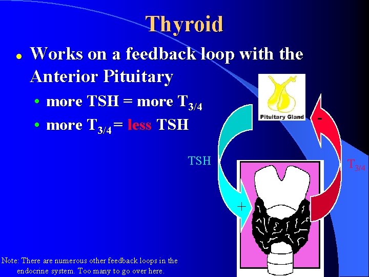 Thyroid l Works on a feedback loop with the Anterior Pituitary • more TSH