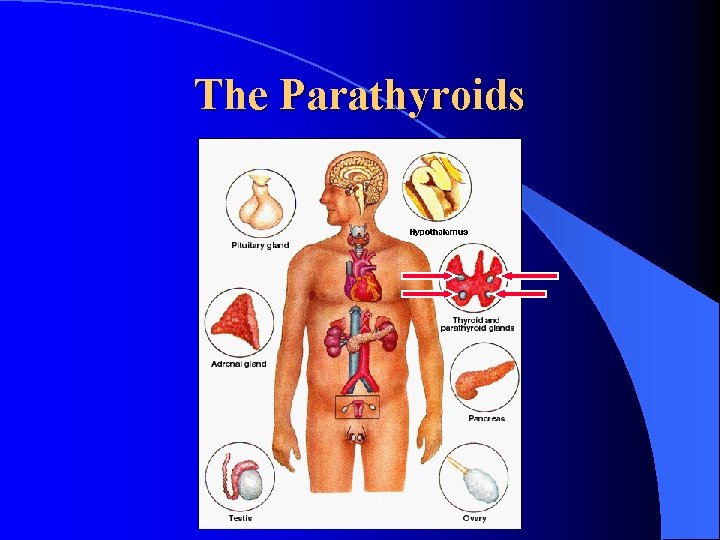 The Parathyroids 