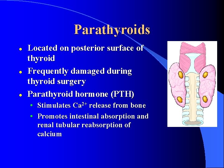 Parathyroids l l l Located on posterior surface of thyroid Frequently damaged during thyroid