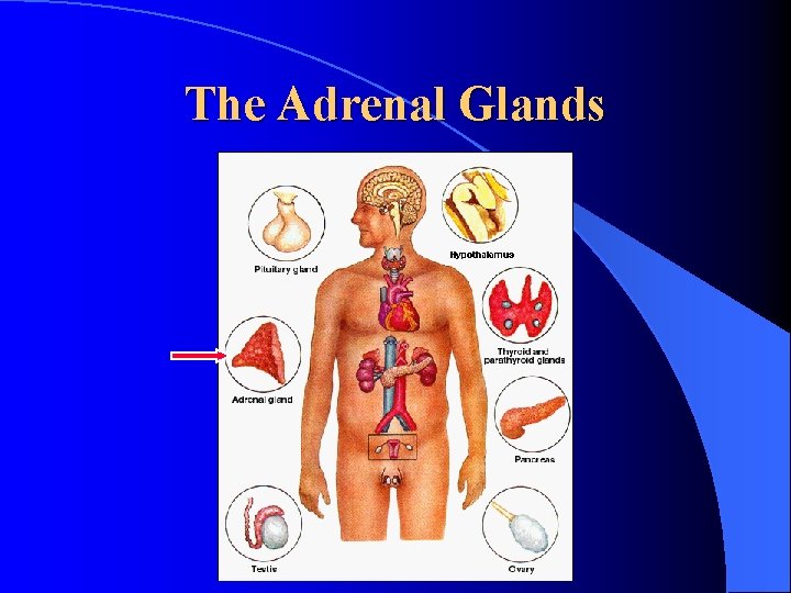 The Adrenal Glands 