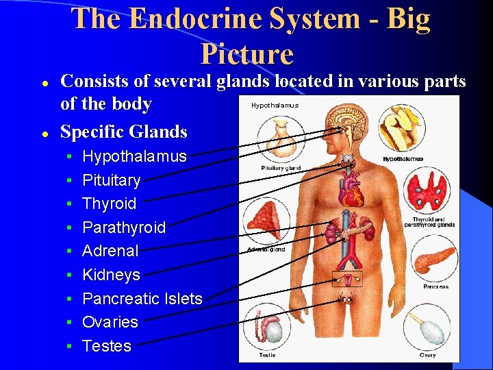 The Endocrine System - Big Picture l Consists of several glands located in various
