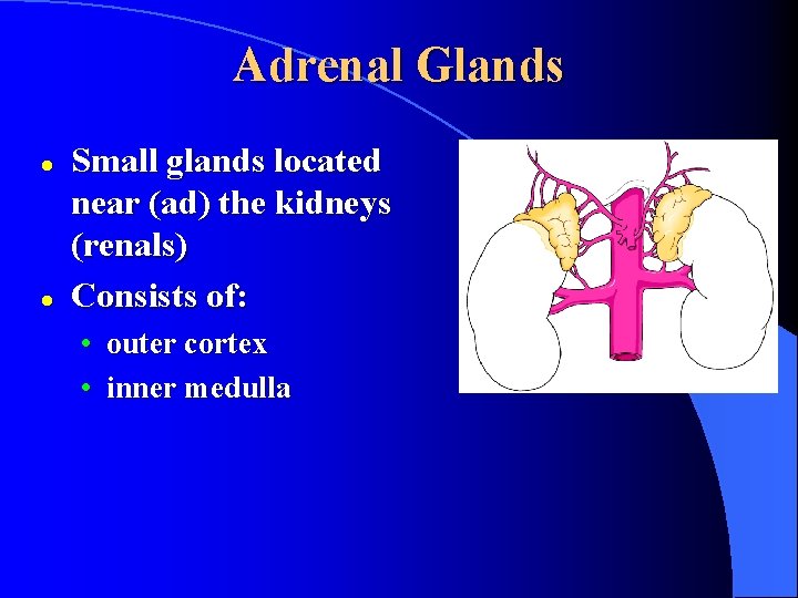 Adrenal Glands l l Small glands located near (ad) the kidneys (renals) Consists of: